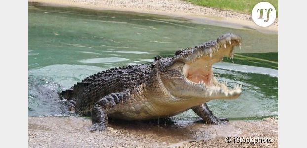 Un jeune homme se fait dévorer par un crocodile lors d’une fête d’anniversaire 