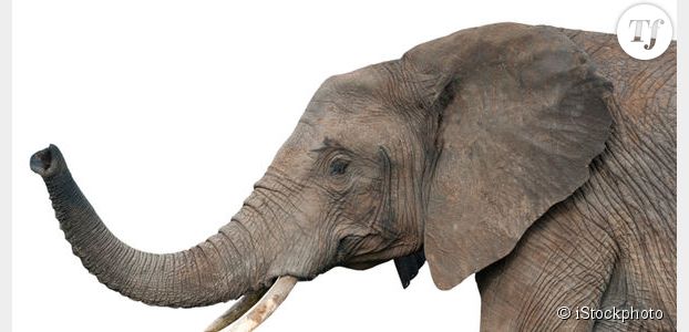 Un joueur de pétanque tué par un éléphant