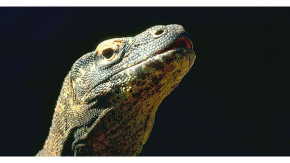 Découverte d’un lézard avec une queue de requin