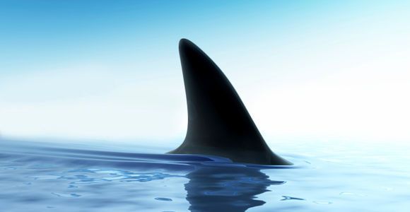 La Réunion : un requin attaque un chien et le dévore