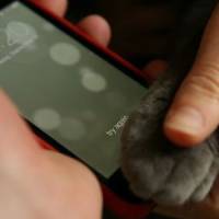 iPhone 5S : le lecteur d'empreintes digitales compatible avec les chats