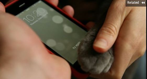 iPhone 5S : le lecteur d'empreintes digitales compatible avec les chats