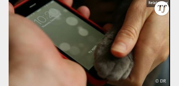 iPhone 5S : le lecteur d'empreintes digitales compatible avec les chats