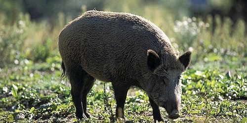 Un sanglier ivre dans un camping