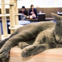 Café des chats : le bar rencontre le succès à Paris