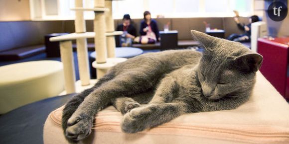 Café des chats : le bar rencontre le succès à Paris