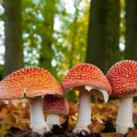 Comment reconnaître un champignon comestible ?