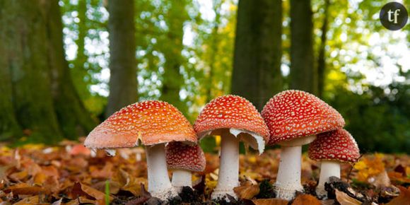 Comment reconnaître un champignon comestible ?