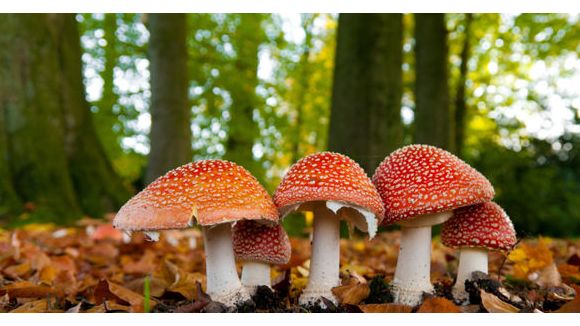 Comment reconnaître un champignon comestible ?