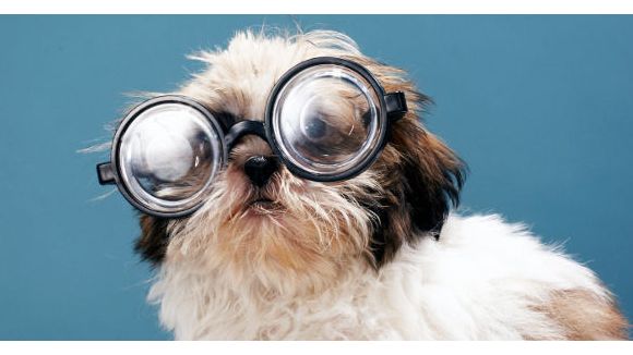 Prix 30 millions d'amis : les animaux dans la littérature