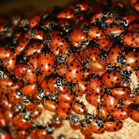 Coccinelle asiatique : elle envahit la France et s'agglutine aux fenêtres