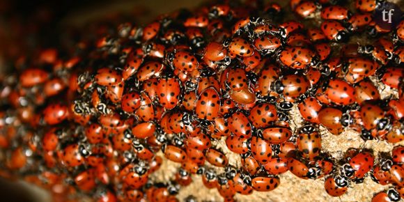 Coccinelle asiatique : elle envahit la France et s'agglutine aux fenêtres