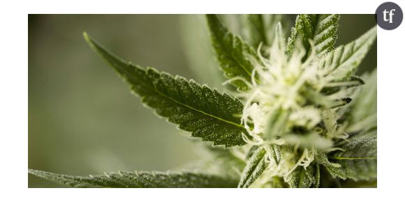 Cannabis : la leucémie guérie par une de ses molécules ?