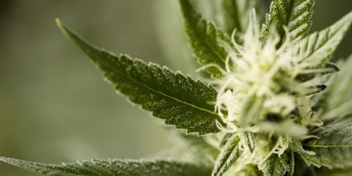 Cannabis : la leucémie guérie par une de ses molécules ?