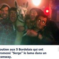 Serge le lama : parodies et buzz sur les réseaux sociaux