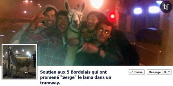 Serge le lama : parodies et buzz sur les réseaux sociaux