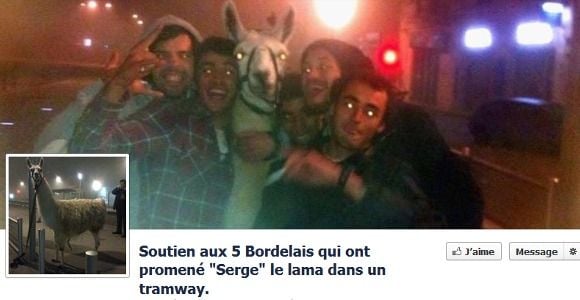 Serge le lama : parodies et buzz sur les réseaux sociaux