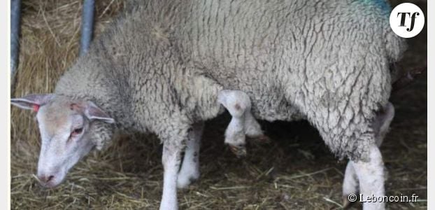 Un mouton à cinq pattes en vente sur Leboncoin.fr