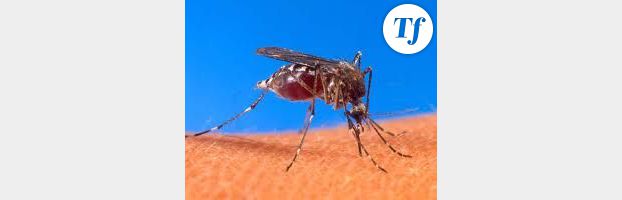 Chikungunya, dengue:  attention aux moustiques tigres dans le Sud de la France !