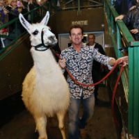 Serge le lama, la nouvelle icône publicitaire des transports en commun de Bordeaux