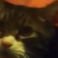 George le chat qui dit "Hello" fait le buzz – vidéo