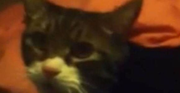 George le chat qui dit "Hello" fait le buzz – vidéo