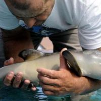 Brésil : des pêcheurs sauvent un bébé dauphin coincé dans un sac plastique – vidéo