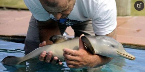 Brésil : des pêcheurs sauvent un bébé dauphin coincé dans un sac plastique – vidéo