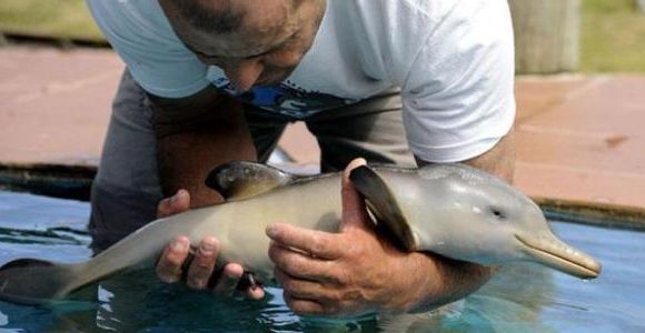 Brésil : des pêcheurs sauvent un bébé dauphin coincé dans un sac plastique – vidéo