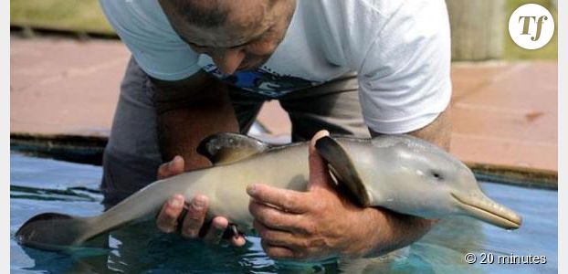 Brésil : des pêcheurs sauvent un bébé dauphin coincé dans un sac plastique – vidéo