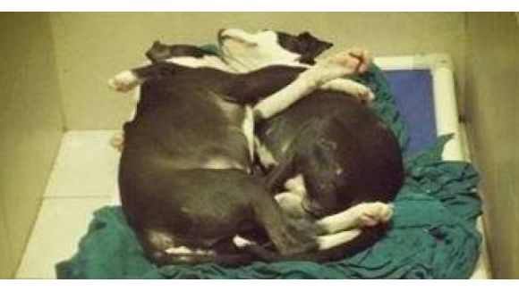 Un chien aveugle adopté grâce aux réseaux sociaux