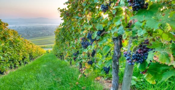 Vin bio : un viticulteur devant la justice pour refus d'utilisation de pesticides