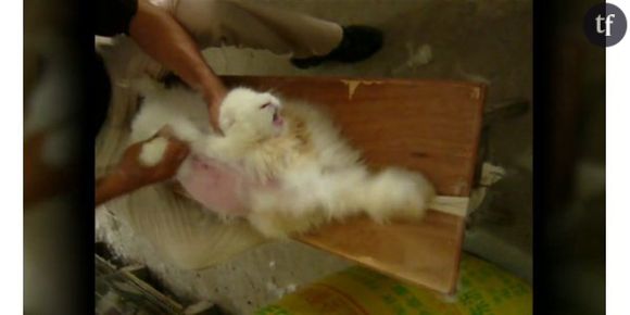 Angora : une vidéo de lapins torturés force H&M à arrêter la production