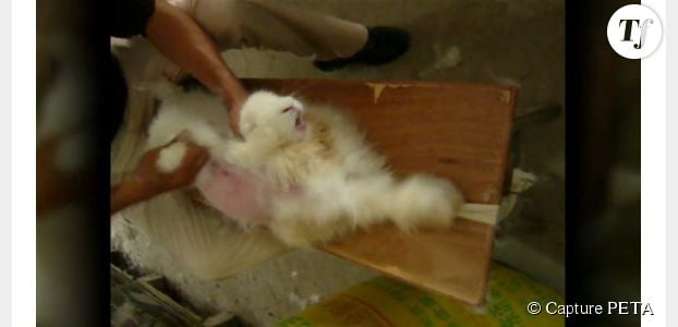 Angora : une vidéo de lapins torturés force H&M à arrêter la production
