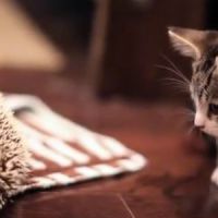 Un chaton devient copain avec un hérisson - Vidéo