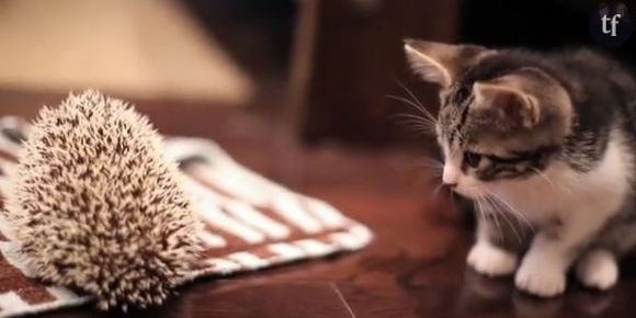 Un chaton devient copain avec un hérisson - Vidéo