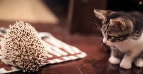 Un chaton devient copain avec un hérisson - Vidéo