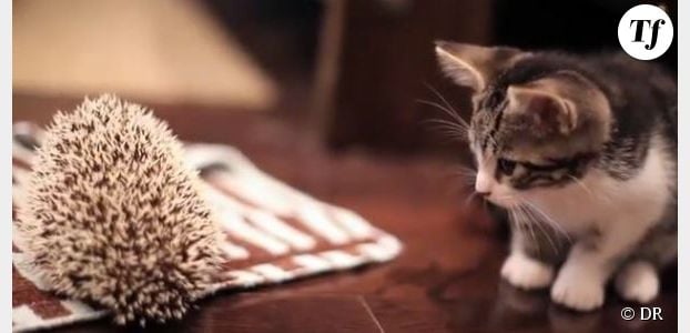 Un chaton devient copain avec un hérisson - Vidéo