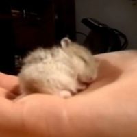 Un bébé hamster ronfle en dormant (Vidéo)