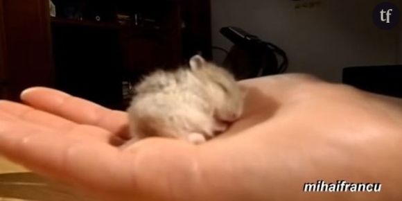 Un bébé hamster ronfle en dormant (Vidéo)