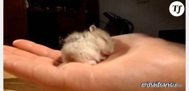 Un bébé hamster ronfle en dormant (Vidéo)