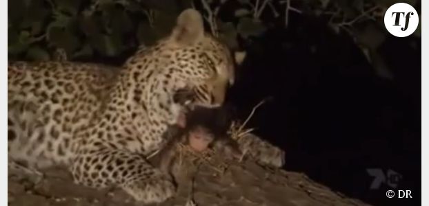 Une maman léopard «adopte» le bébé singe de sa proie - en vidéo