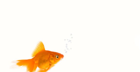 Le Bon Coin : annonce hilarante pour un poisson pas rouge et dépressif