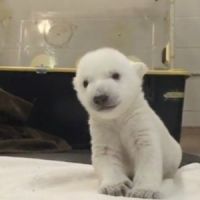 Les premiers pas d'un ourson du zoo de Toronto en vidéo