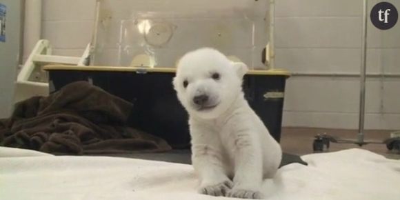 Les premiers pas d'un ourson du zoo de Toronto en vidéo