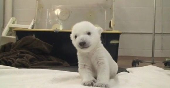 Les premiers pas d'un ourson du zoo de Toronto en vidéo