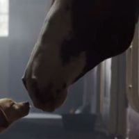 Super Bowl 2014 : Budweiser raconte l’histoire d’amour entre un chiot cheval dans une pub (Vidéo)