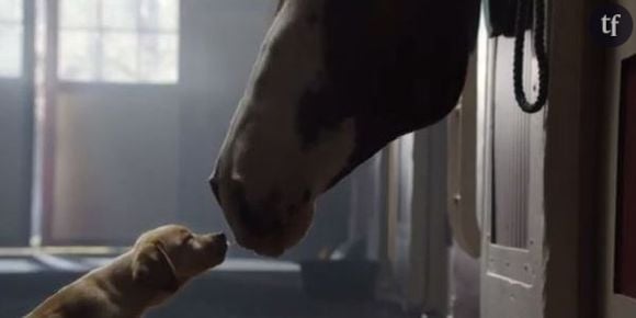 Super Bowl 2014 : Budweiser raconte l’histoire d’amour entre un chiot cheval dans une pub (Vidéo)