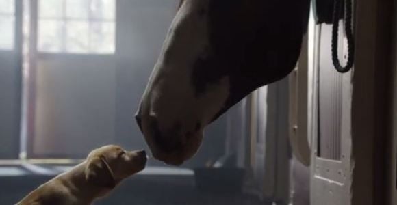 Super Bowl 2014 : Budweiser raconte l’histoire d’amour entre un chiot cheval dans une pub (Vidéo)