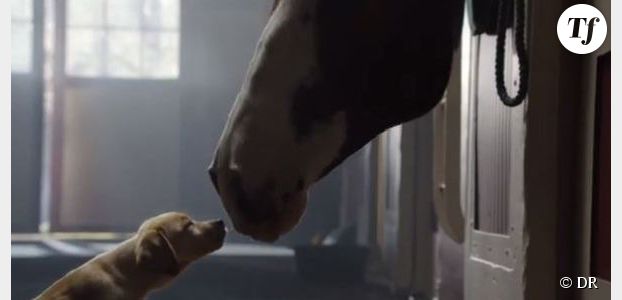 Super Bowl 2014 : Budweiser raconte l’histoire d’amour entre un chiot cheval dans une pub (Vidéo)
